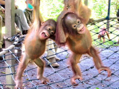 11-img_015211 Two small orangutans playing