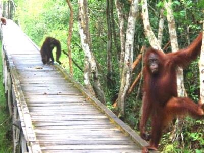 2-IMG_2822 Look! Orangutans come to meet our boat at Camp Leakey!