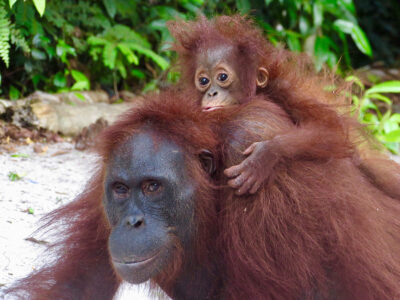3-mother-infant Children stay with mama orangutans to learn from them until age 7—longer than most animals.