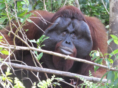 6-img_0399 Male orangutans have very BIG cheeks. Orangutans all wait in trees for food to be brought to feeding platforms. Who do you think eats first?