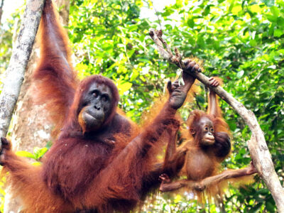 7-imgp1415 Look at L-O-N-G arm length and leg spread of orangutans waiting in trees for their turn to eat.