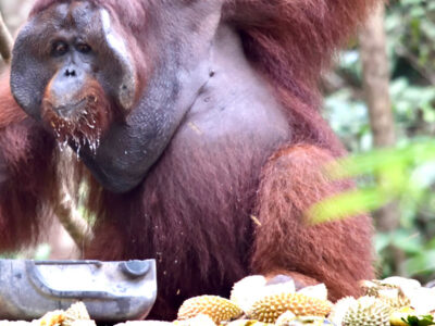 8-sa_0025 If you guessed that big male orangutans eat first, you’re right! It’s called the ’pecking order’—those with highest status get most rewards.