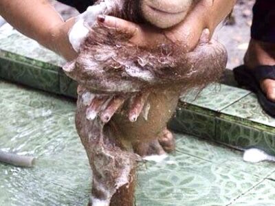 9-IMG_2402 Isn't this an adorable infant orangutan? OFI cares for 300 infant orphaned orangutans—some arrive very sick and mistreated. (OFI photo)