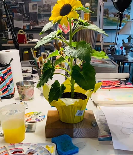 Drawing sunflower in the studio