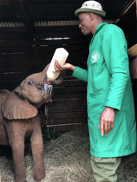 Feeding baby elephant