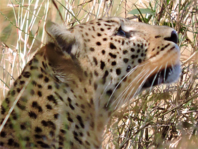 leopard face