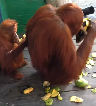 Orangutans eating Mango
