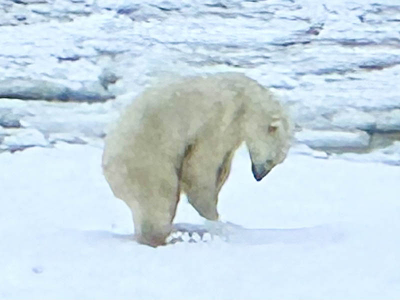 Polar bear tests the sea ice on the Hudson Bay in Churchill, Canada to see if itās strong enough to hold him. It wasnāt.