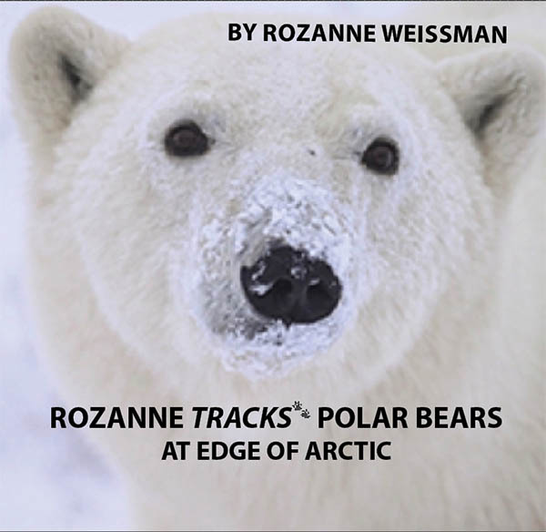 Rozenne Tracks Polar Bears at Edge of Arctic book cover